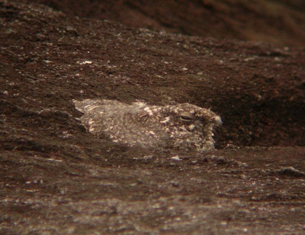 Swamp Nightjar