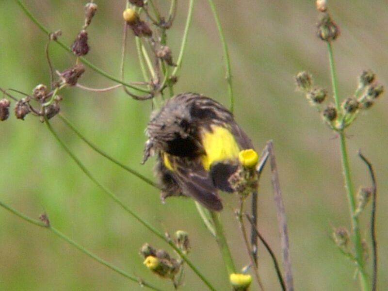 Yellow Bishop male immature