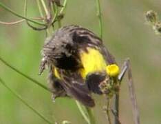 Yellow Bishop