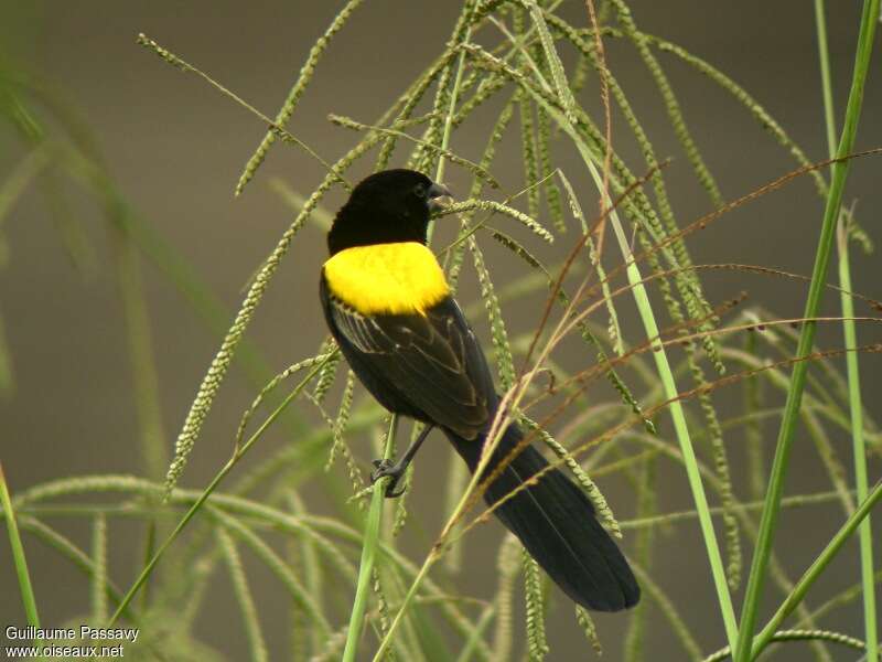 Yellow-mantled Widowbird male adult breeding, habitat, pigmentation, feeding habits