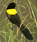 Yellow-mantled Widowbird