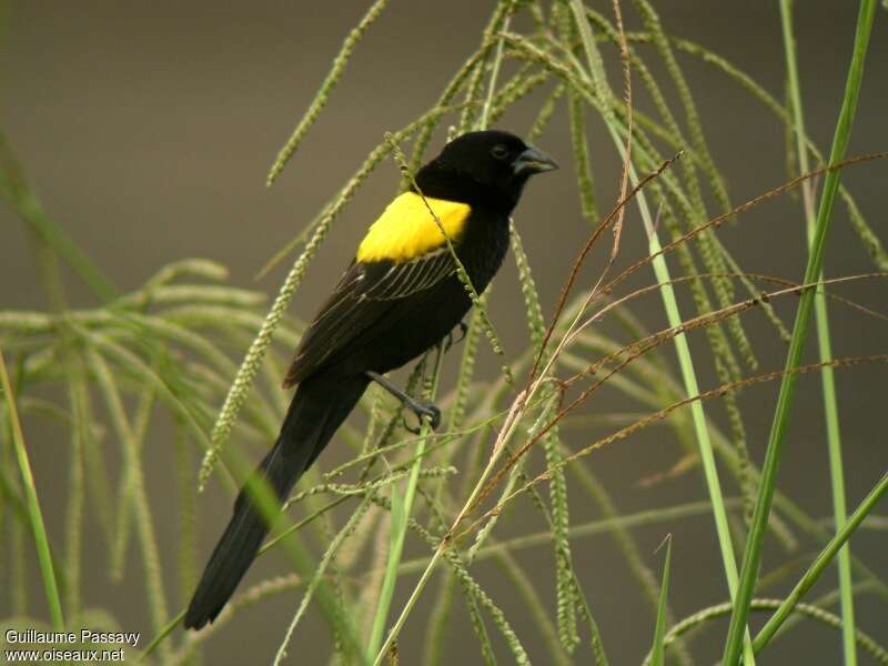 Yellow-mantled Widowbird male adult breeding, eats