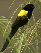 Yellow-mantled Widowbird