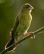 Yellow-mantled Widowbird