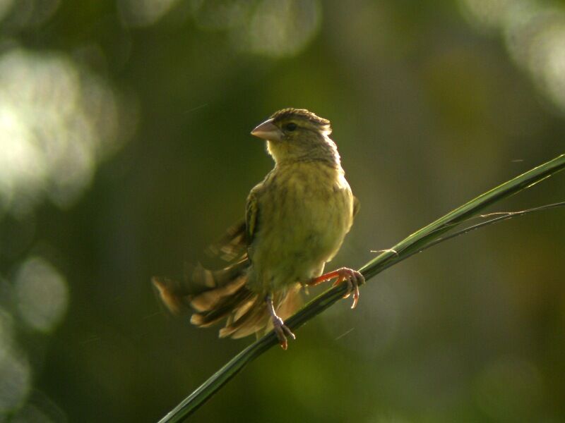 Yellow-mantled Widowbird male subadult, Behaviour