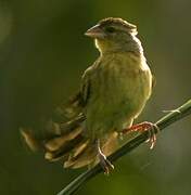 Yellow-mantled Widowbird