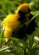 Yellow-crowned Bishop