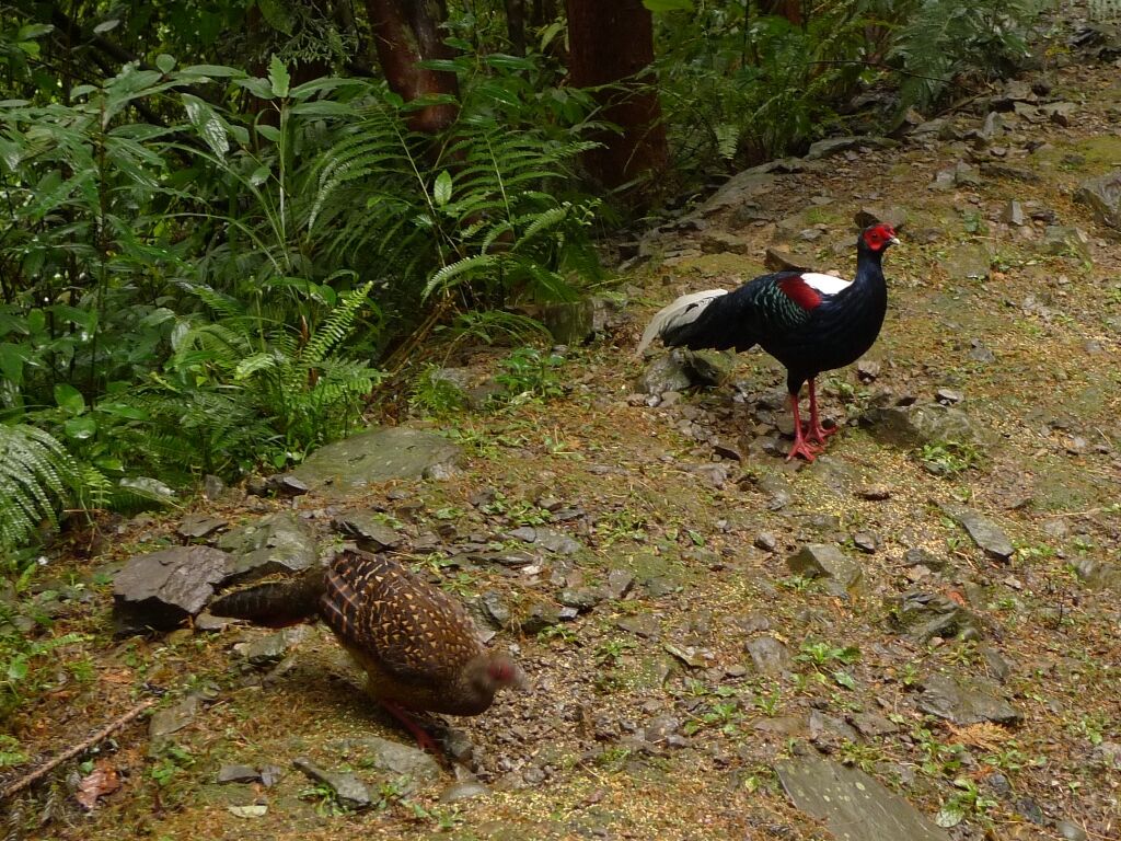 Swinhoe's Pheasant adult, identification