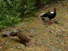 Swinhoe's Pheasant