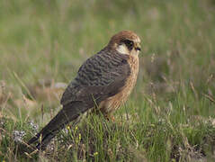 Red-footed Falcon