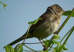 Common Whitethroat