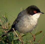 Sardinian Warbler