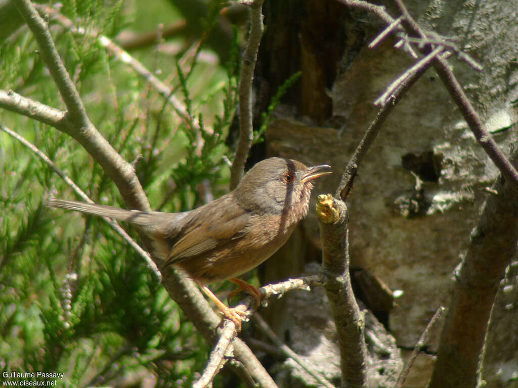 Fauvette pitchou femelle adulte nuptial, identification