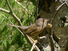 Dartford Warbler