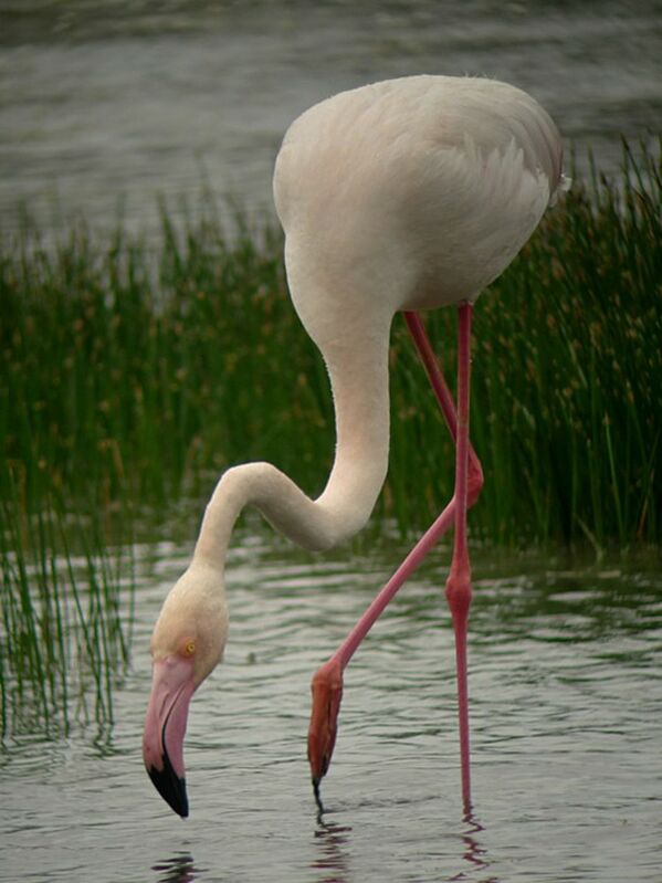 Greater Flamingoadult breeding, identification, Behaviour