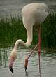 Flamant rose