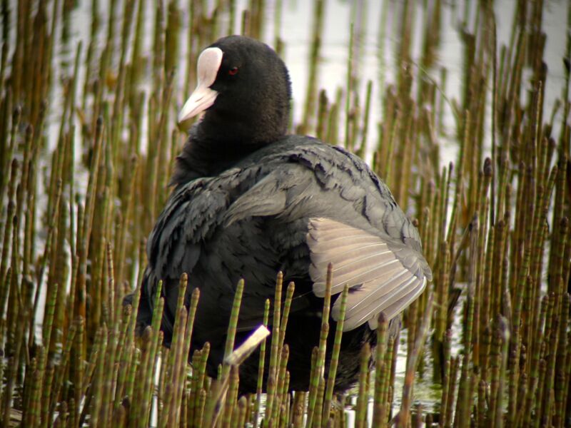 Eurasian Cootadult, Behaviour