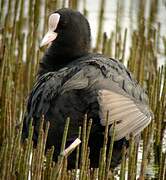 Eurasian Coot