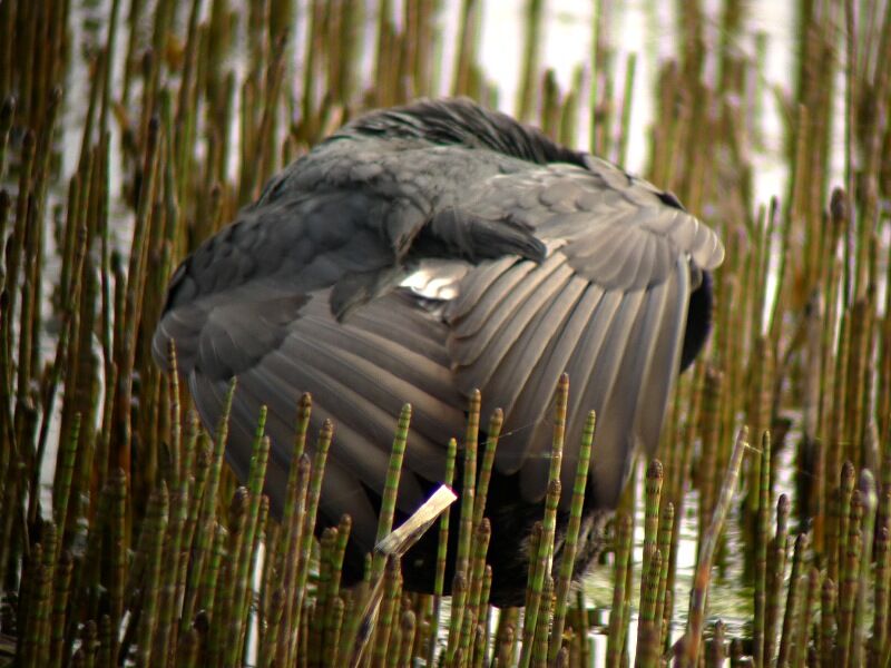 Eurasian Cootadult, Behaviour