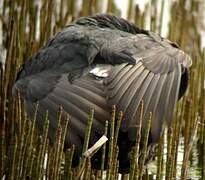 Eurasian Coot