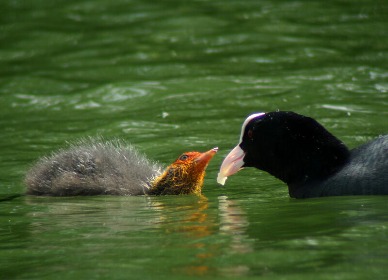 Eurasian Cootjuvenile, Behaviour