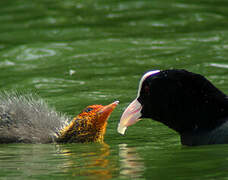 Eurasian Coot