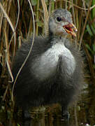 Eurasian Coot