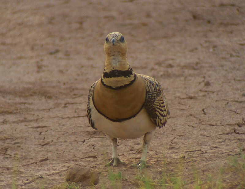 Pin-tailed Sandgrouse female adult