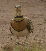 Pin-tailed Sandgrouse