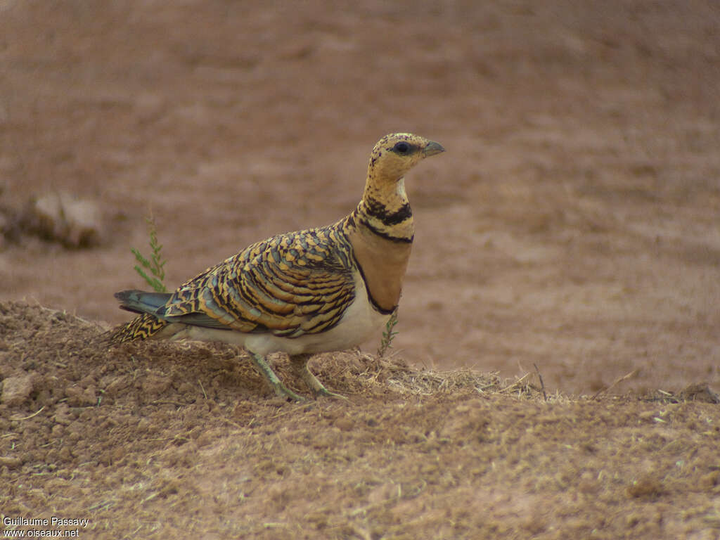 Pin-tailed Sandgrouse female adult, identification