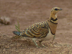 Pin-tailed Sandgrouse