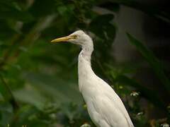 Eastern Cattle Egret