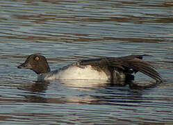 Common Goldeneye