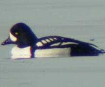 Barrow's Goldeneye