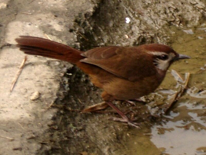 White-browed Laughingthrush