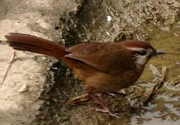 White-browed Laughingthrush