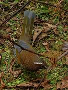 White-whiskered Laughingthrush