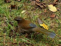 White-whiskered Laughingthrush