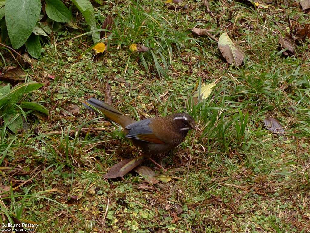 White-whiskered Laughingthrushadult, identification