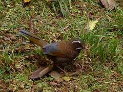 White-whiskered Laughingthrush