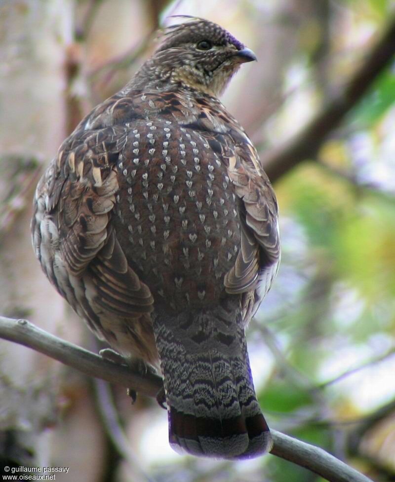 Ruffed Grouse