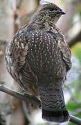 Ruffed Grouse