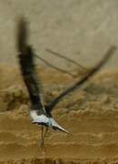 Black-winged Pratincole