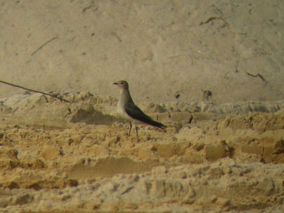 Black-winged Pratincoleadult post breeding