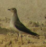 Black-winged Pratincole