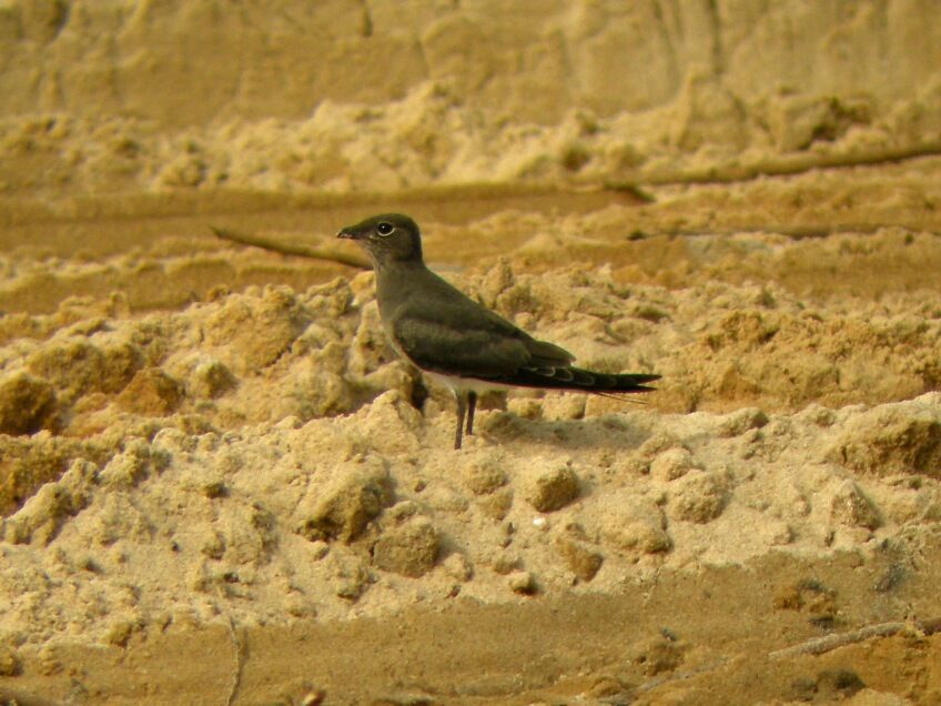 Collared Pratincole