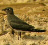 Collared Pratincole