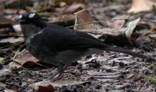 White-browed Forest Flycatcher