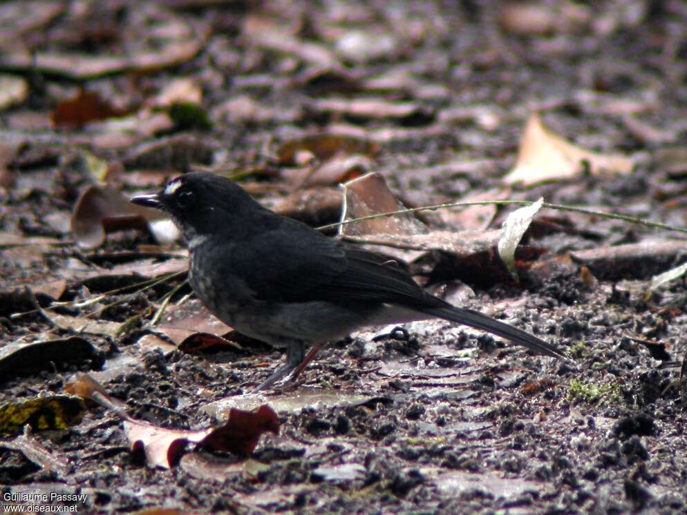 White-browed Forest Flycatcheradult, fishing/hunting