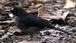 White-browed Forest Flycatcher